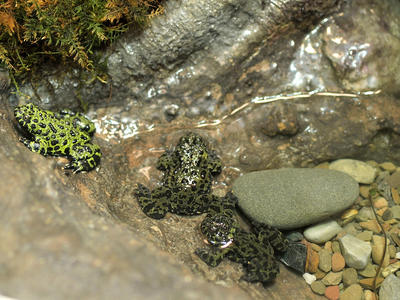 Fire-bellied toad #2
