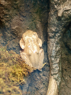 Borneo Earred frog #2