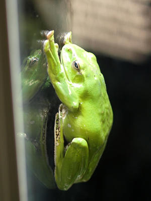 Chinese Gliding frog #2