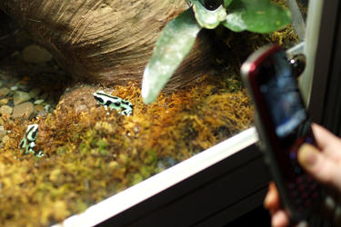 Capturing Dart Poison frogs