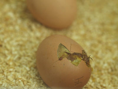 A few more pecks and I will be out of here