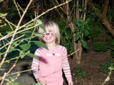 The tiger in the jungle