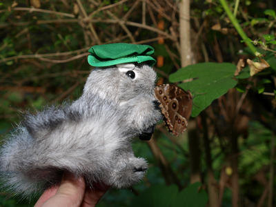 I want to photograph butterflies