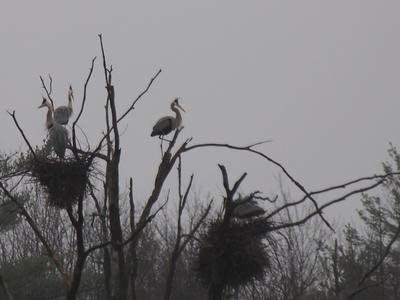 Herons #4