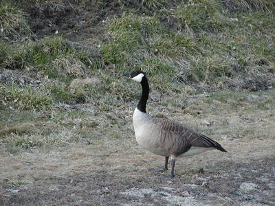 Goose