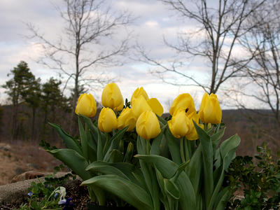 Tulips