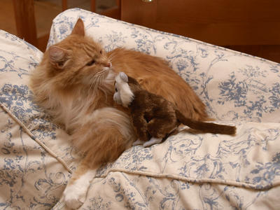 The things I have to put up with