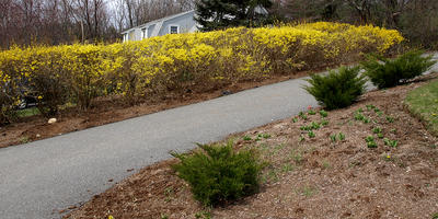 Forsythia