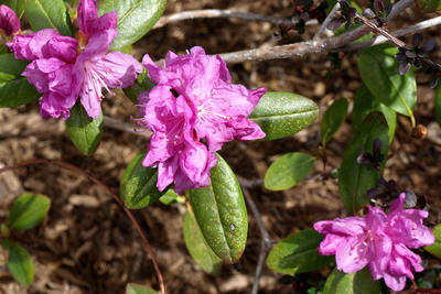 Azaleas