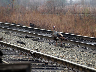 Turkey walking the rails