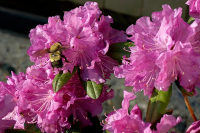 Bumblebee in the Azaleas #2