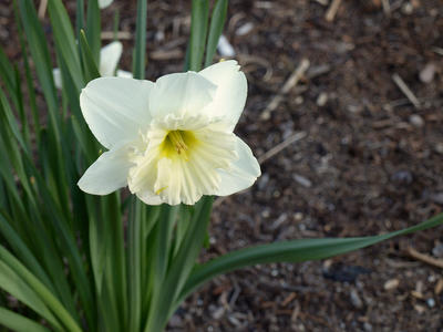 Daffodil