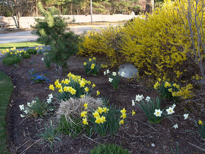 Daffodils and Forsythia