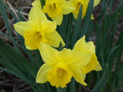 Yellow daffodils #2