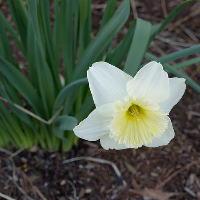 White daffodil