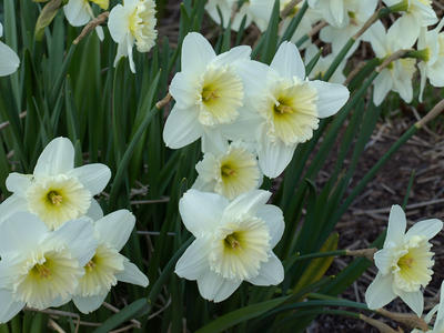 White daffodils