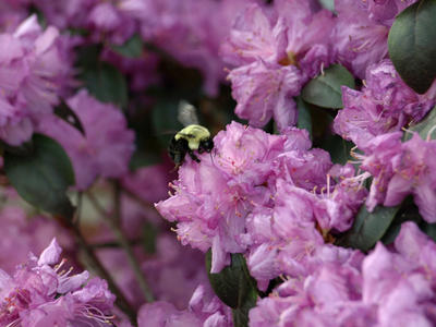 Bumblebee in the Azaleas #4