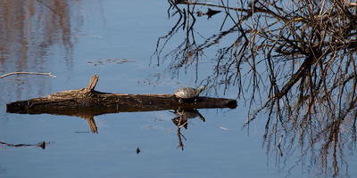 Turtle on a log