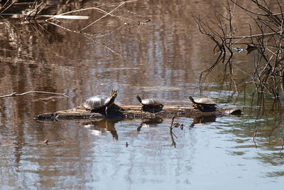 3 turtles on a log