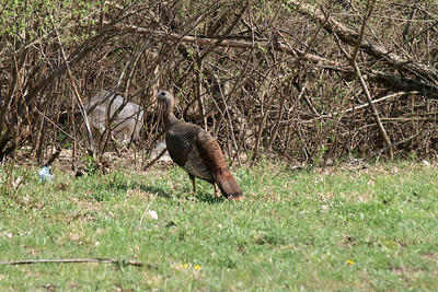 I'm trying to blend in