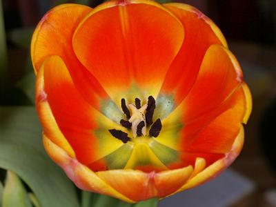 Orange tulip