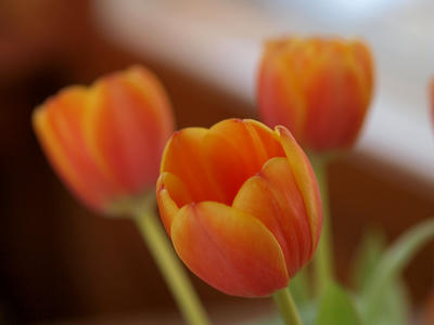 Orange tulips
