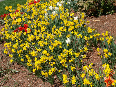 Tulips and daffodils #2