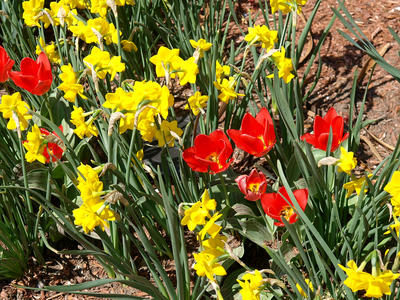 Tulips and daffodils #3