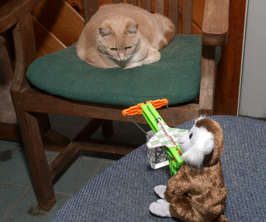 Cat, do you feel lucky?