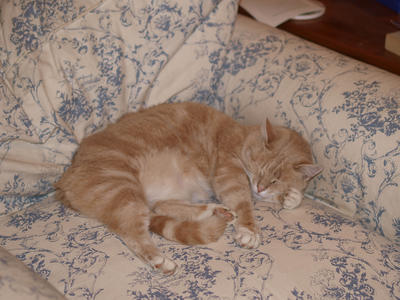 Let sleeping cats lie