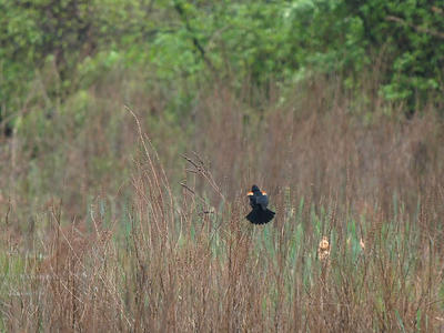 Red-wing blackbird