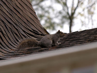 Squirrel on the roof
