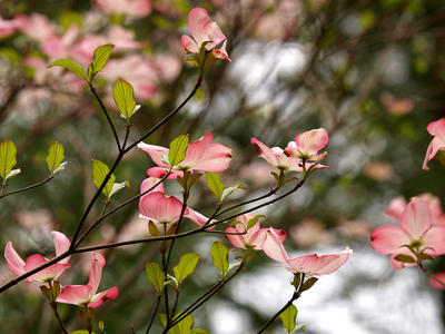 Liz's dogwood tree