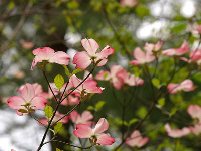 Liz's dogwood tree #2