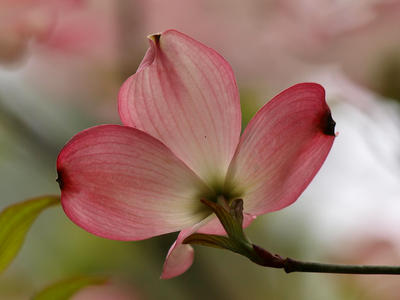 Liz's dogwood tree #3