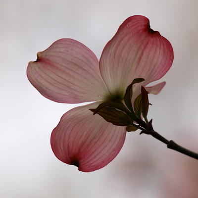 Liz's dogwood tree #4