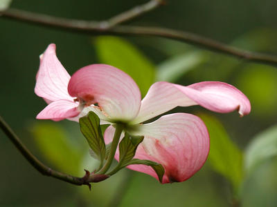 Liz's dogwood tree #5