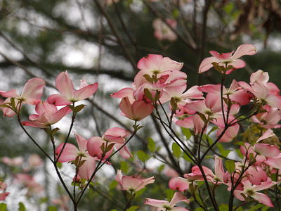 Liz's dogwood tree #6