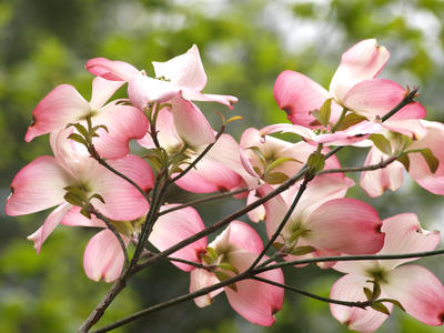 Liz's dogwood tree #7