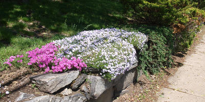 Phlox