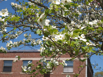 Acton dogwood
