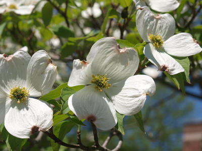 Acton dogwood #3