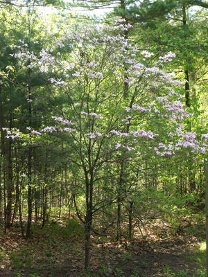 Liz's dogwood tree #8