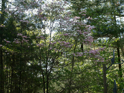 Liz's dogwood tree #9