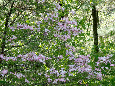 Liz's dogwood tree #10