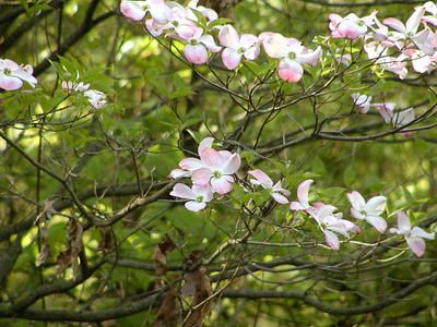 Liz's dogwood tree #11