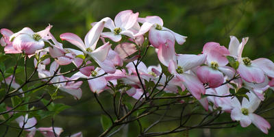 Liz's dogwood tree #12