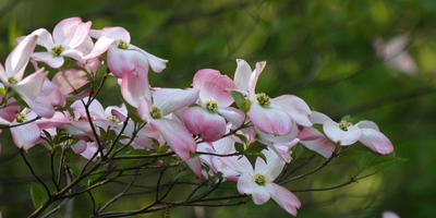 Liz's dogwood tree #13