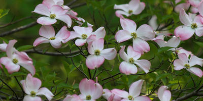 Liz's dogwood tree #14