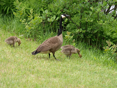 Goose and goslings